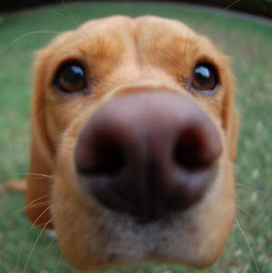 Meet your Posher, Bella